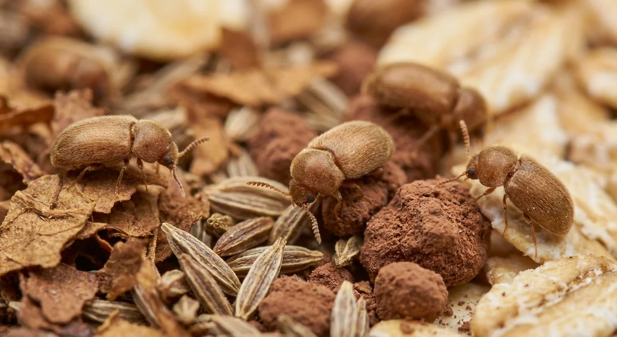 Tabakkäfer (Lasioderma serricorne) in typischer Umgebung – Befall erkennen und bekämpfen