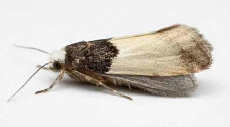 Nahaufnahme eines Tapetenmotte (Trichophaga tapetzella) – Detailansicht zur Schädlingserkennung