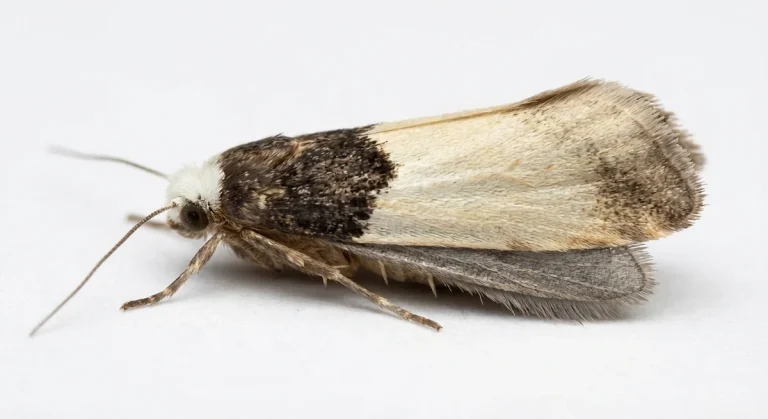 Nahaufnahme eines Tapetenmotte (Trichophaga tapetzella) – Detailansicht zur Schädlingserkennung