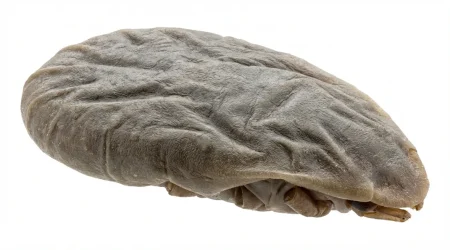 Nahaufnahme eines Taubenzecke (Argas reflexus) – Detailansicht zur Schädlingserkennung