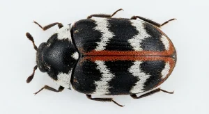 Nahaufnahme eines Teppichkäfer (Anthrenus scrophulariae) – Detailansicht zur Schädlingserkennung