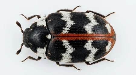 Nahaufnahme eines Teppichkäfer (Anthrenus scrophulariae) – Detailansicht zur Schädlingserkennung