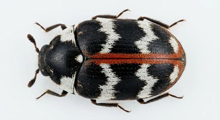 Nahaufnahme eines Teppichkäfer (Anthrenus scrophulariae) – Detailansicht zur Schädlingserkennung