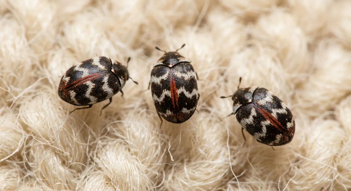 Teppichkäfer (Anthrenus scrophulariae) in typischer Umgebung - Befall auf Textilien