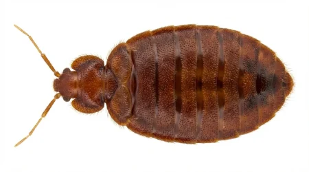 Nahaufnahme eines Tropische Bettwanze (Cimex hemipterus) – Detailansicht zur Schädlingserkennung