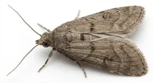 Nahaufnahme eines Tropische Speichermotte (Ephestia cautella) – Detailansicht zur Schädlingserkennung