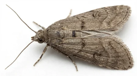 Nahaufnahme eines Tropische Speichermotte (Ephestia cautella) – Detailansicht zur Schädlingserkennung