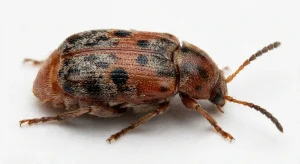 Nahaufnahme eines Vierfleckiger Bohnenkäfer (Callosobruchus maculatus) – Detailansicht zur Schädlingserkennung
