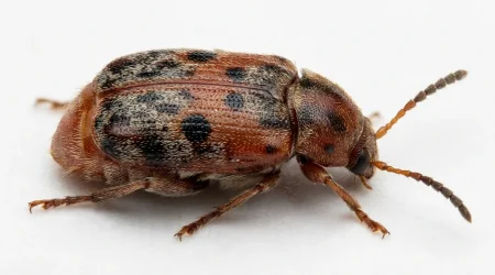 Nahaufnahme eines Vierfleckiger Bohnenkäfer (Callosobruchus maculatus) – Detailansicht zur Schädlingserkennung