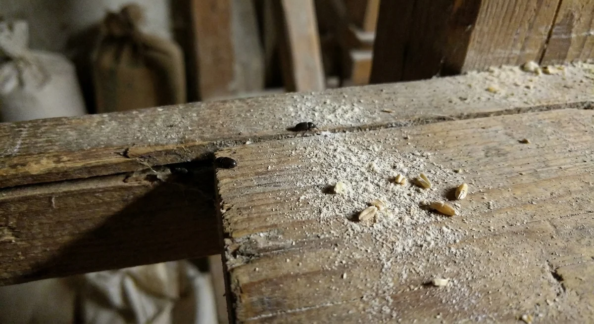 Vierhornkäfer (Gnatocerus cornutus) in typischer Umgebung – Befall erkennen und bekämpfen