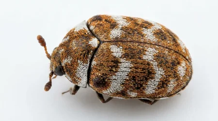 Nahaufnahme eines Wollkrautblütenkäfer (Anthrenus verbasci) – Detailansicht zur Schädlingserkennung