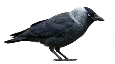 Nahaufnahme eines Dohle (Coloeus monedula) – Detailansicht zur Schädlingserkennung