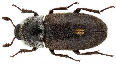 Nahaufnahme eines Dornloser Speckkäfer (Dermestes frischii) – Detailansicht zur Schädlingserkennung