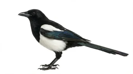 Nahaufnahme eines Elster (Pica pica) – Detailansicht zur Schädlingserkennung