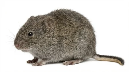 Nahaufnahme eines Erdmaus (Microtus agrestis) – Detailansicht zur Schädlingserkennung