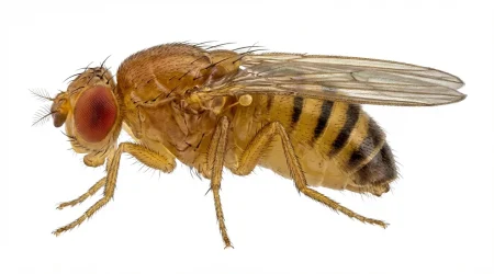 Nahaufnahme eines Essigfliege (Drosophila melanogaster) – Detailansicht zur Schädlingserkennung