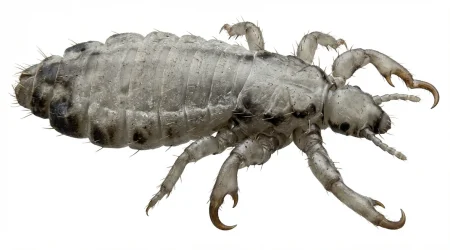 Nahaufnahme eines Filzlaus (Pthirus pubis) – Detailansicht zur Schädlingserkennung