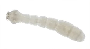 Nahaufnahme eines Fuchsbandwurm (Echinococcus multilocularis) – Detailansicht zur Schädlingserkennung
