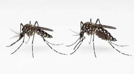 Nahaufnahme eines Gelbfiebermücke (Aedes aegypti) – Detailansicht zur Schädlingserkennung