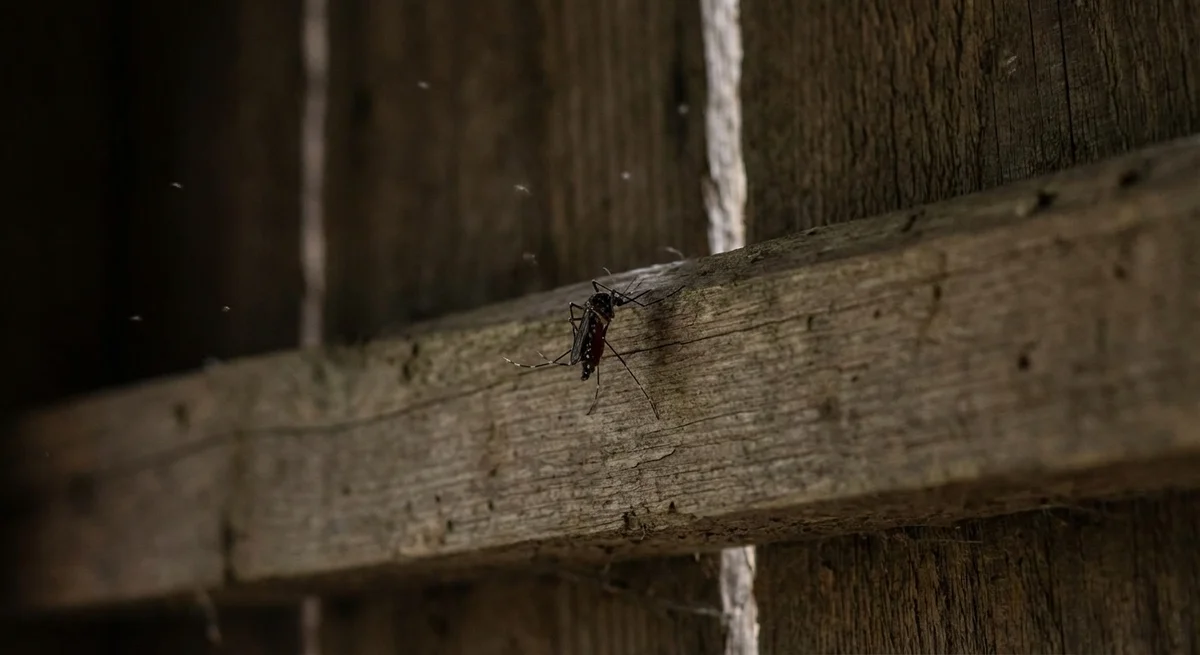 Gelbfiebermücke (Aedes aegypti) in typischer Umgebung – Befall erkennen und bekämpfen