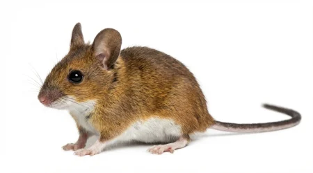 Nahaufnahme eines Gelbhalsmaus (Apodemus flavicollis) – Detailansicht zur Schädlingserkennung