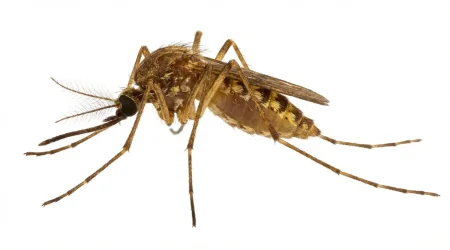 Nahaufnahme eines Gemeine Stechmücke (Culex pipiens) – Detailansicht zur Schädlingserkennung