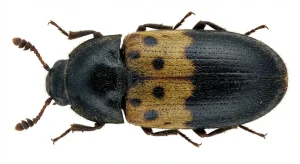 Nahaufnahme eines Gemeiner Speckkäfer (Dermestes lardarius) – Detailansicht zur Schädlingserkennung