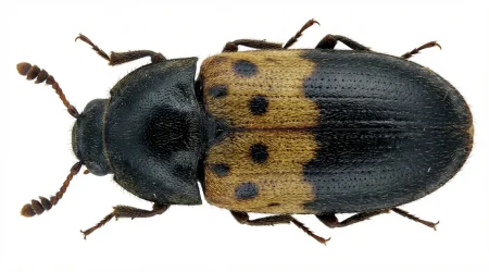 Nahaufnahme eines Gemeiner Speckkäfer (Dermestes lardarius) – Detailansicht zur Schädlingserkennung