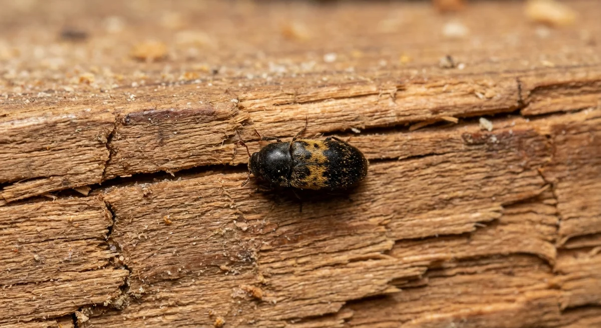 Gemeiner Speckkäfer (Dermestes lardarius) in typischer Umgebung – Befall erkennen und bekämpfen