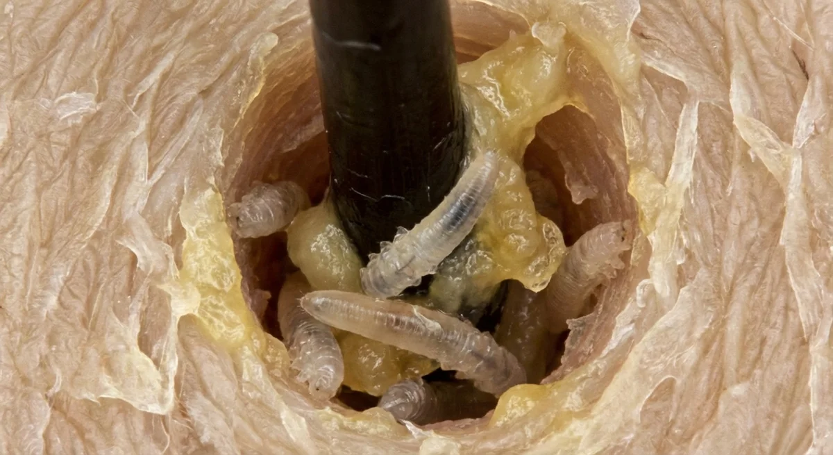 Haarbalgmilbe (Demodex folliculorum) in typischer Umgebung – Befall erkennen und bekämpfen