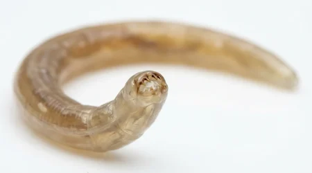 Nahaufnahme eines Hakenwurm (Ancylostoma duodenale, Necator americanus) – Detailansicht zur Schädlingserkennung