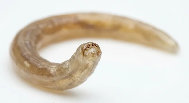 Nahaufnahme eines Hakenwurm (Ancylostoma duodenale, Necator americanus) – Detailansicht zur Schädlingserkennung