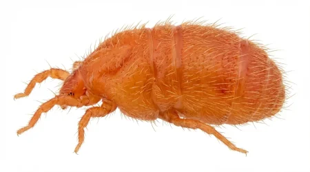 Nahaufnahme eines Herbstgrasmilbe (Neotrombicula autumnalis) – Detailansicht zur Schädlingserkennung