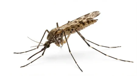 Nahaufnahme eines Malariamücke (Anopheles spp.) – Detailansicht zur Schädlingserkennung