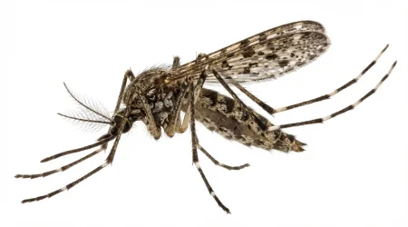 Nahaufnahme eines Ringelmücke (Culiseta annulata) – Detailansicht zur Schädlingserkennung