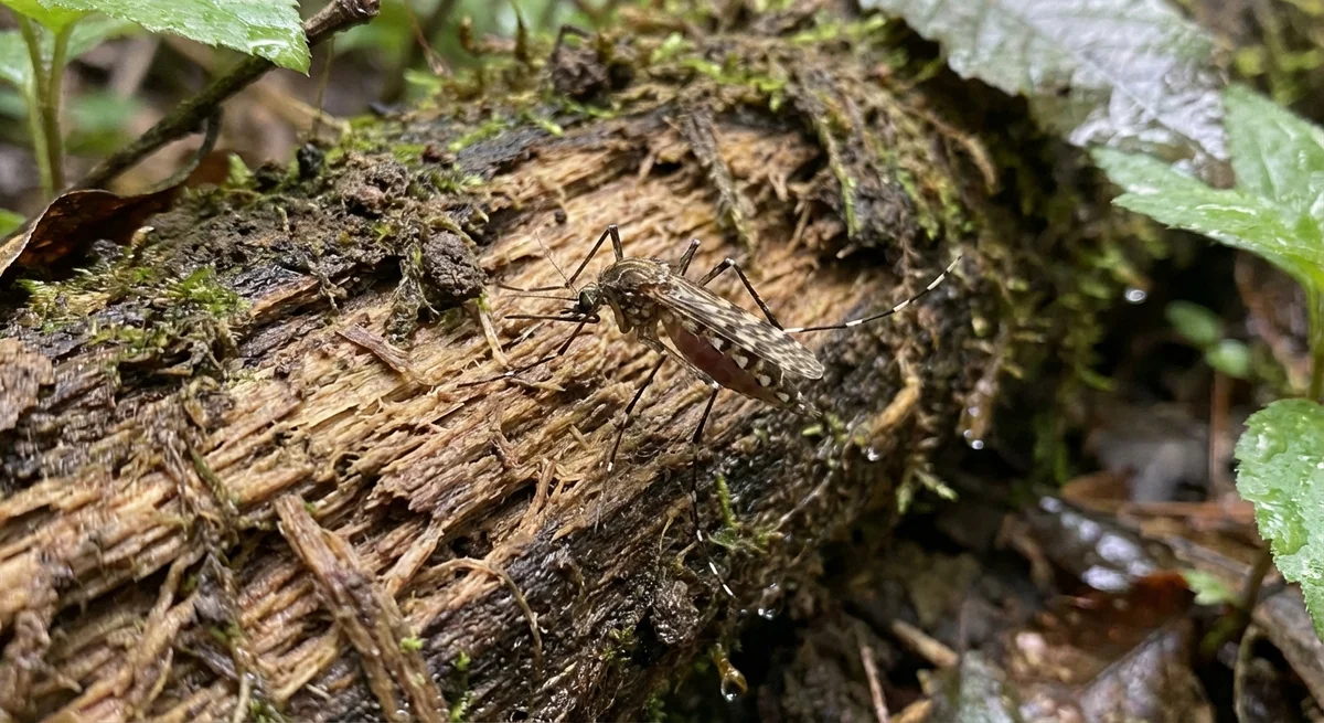 Ringelmücke (Culiseta annulata) in typischer Umgebung – Befall erkennen und bekämpfen