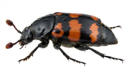Nahaufnahme eines Aaskäfer (Silphidae) – Detailansicht zur Schädlingserkennung