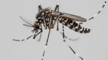 Nahaufnahme eines Asiatische Tigermücke (Aedes albopictus) – Detailansicht zur Schädlingserkennung