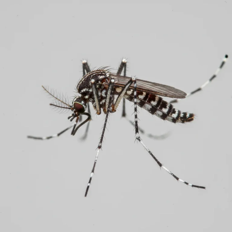 Nahaufnahme eines Asiatische Tigermücke (Aedes albopictus) – Detailansicht zur Schädlingserkennung
