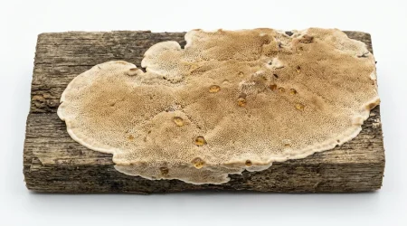 Nahaufnahme eines Ausgebreiteter Hausporling (Donkioporia expansa) – Detailansicht zur Schädlingserkennung