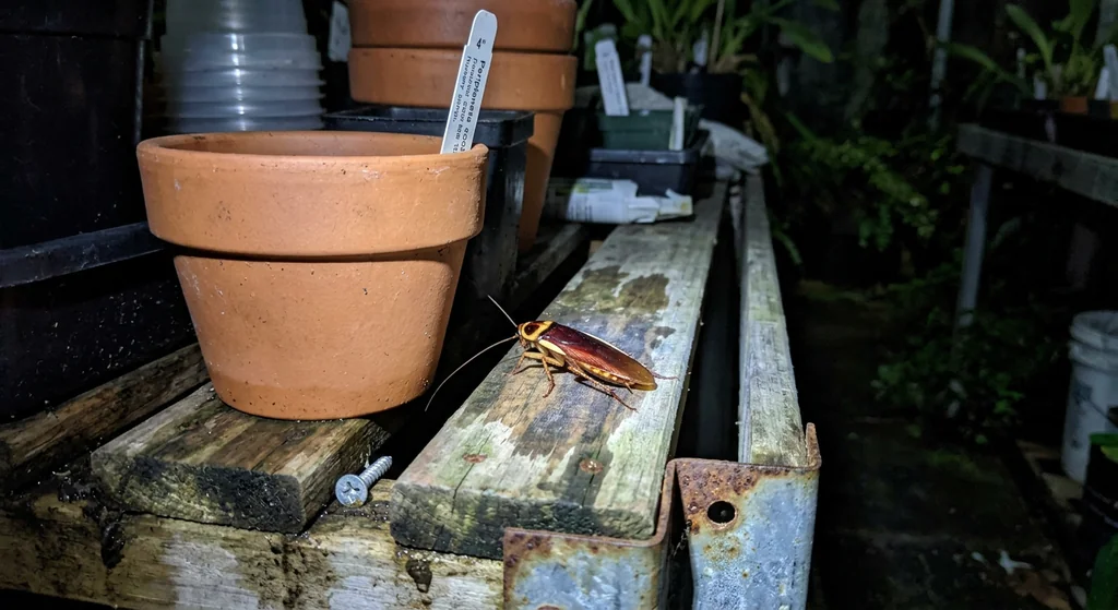 Australische Schabe (Periplaneta australasiae) in typischer Umgebung – Befall erkennen und bekämpfen
