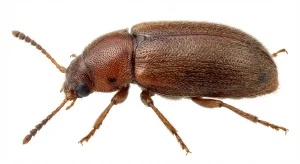 Nahaufnahme eines Berliner Moderkäfer (Dienerella ruficollis) – Detailansicht zur Schädlingserkennung