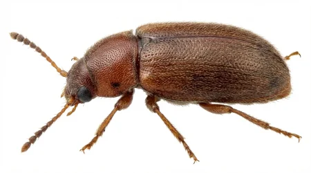 Nahaufnahme eines Berliner Moderkäfer (Dienerella ruficollis) – Detailansicht zur Schädlingserkennung
