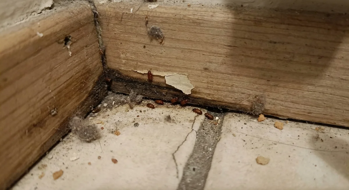 Berliner Moderkäfer (Dienerella ruficollis) in typischer Umgebung – Befall erkennen und bekämpfen