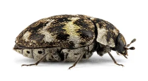 Nahaufnahme eines Bibernellen-Blütenkäfer (Anthrenus pimpinellae) – Detailansicht zur Schädlingserkennung