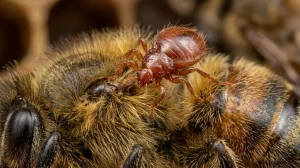 Nahaufnahme eines Bienenlaus (Braula coeca) – Detailansicht zur Schädlingserkennung