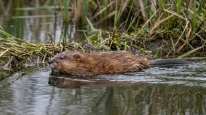 Nahaufnahme eines Bisam (Ondatra zibethicus) – Detailansicht zur Schädlingserkennung