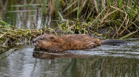 Nahaufnahme eines Bisam (Ondatra zibethicus) – Detailansicht zur Schädlingserkennung