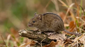 Nahaufnahme eines Brandmaus (Apodemus agrarius) – Detailansicht zur Schädlingserkennung