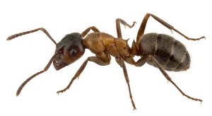 Nahaufnahme eines Braune Wegameise (Lasius brunneus) – Detailansicht zur Schädlingserkennung